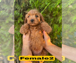 Small #8 Goldendoodle (Miniature)