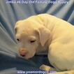 Small Photo #132 Dogo Argentino Puppy For Sale in JANE, MO, USA