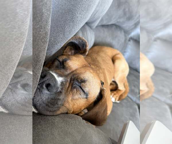 Medium Photo #7 Boxer-Unknown Mix Puppy For Sale in Woodbury, MN, USA