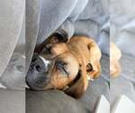 Small #6 Boxer Mix
