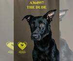 Small #1 Labrador Retriever Mix