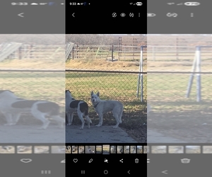 Father of the Border Collie puppies born on 04/18/2026