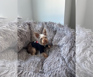 Yorkshire Terrier Puppy for sale in HENDERSONVILLE, NC, USA