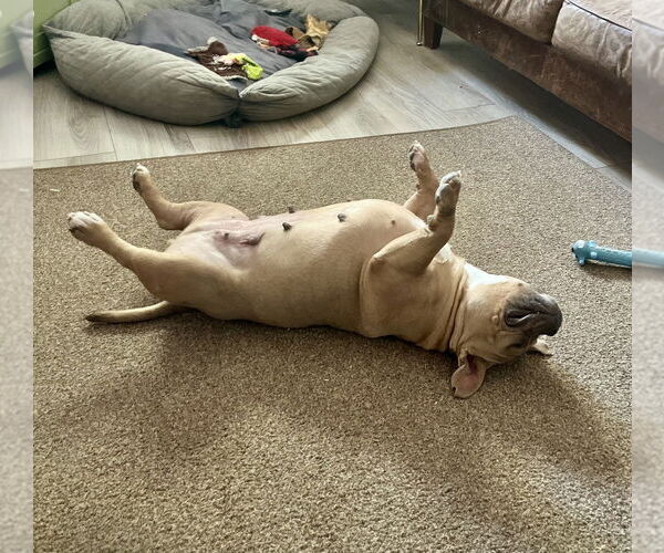 Medium Photo #3 Bulldog-Unknown Mix Puppy For Sale in Springdale, PA, USA