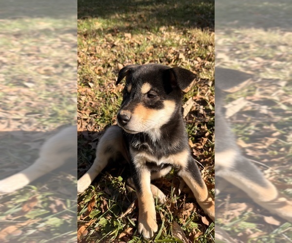 Medium Photo #7 Shiba Inu Puppy For Sale in NEW ATHENS, IL, USA