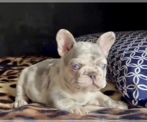 French Bulldog Puppy for sale in CHICAGO, IL, USA