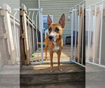 Small #1 Boxer-German Shepherd Dog Mix