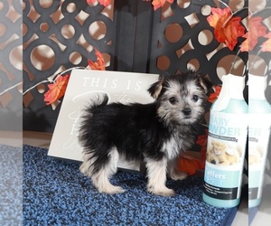 Yo-Chon Puppy for Sale in MOUNT VERNON, Ohio USA