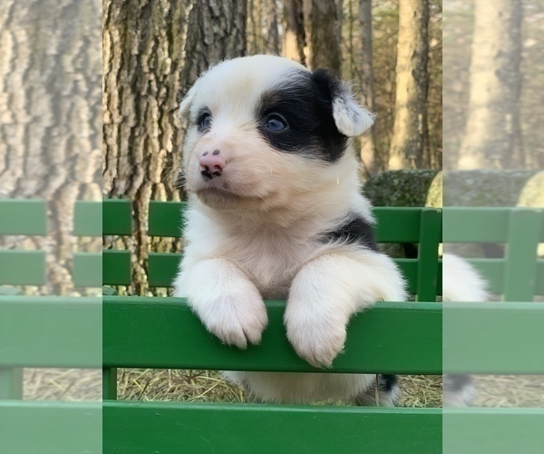 Medium Photo #3 Australian Shepherd Puppy For Sale in ROYALSTON, MA, USA