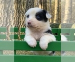 Small Photo #3 Australian Shepherd Puppy For Sale in ROYALSTON, MA, USA