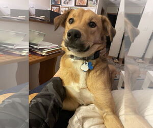 Beagle-Unknown Mix Dogs for adoption in Minneapolis, MN, USA