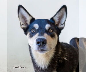 Siberian Husky-Unknown Mix Dogs for adoption in Hot Springs Village, AR, USA