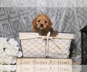 Cavapoo Puppy for sale in FREDERICKSBG, OH, USA