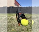Small #4 Doberman Pinscher