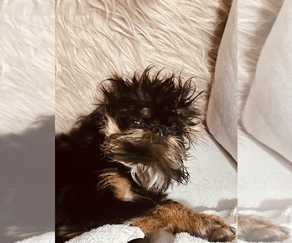 Medium Photo #1 Brussels Griffon Puppy For Sale in SCOTTSDALE, AZ, USA