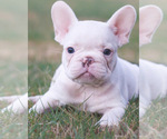 Small Photo #2 French Bulldog Puppy For Sale in ARLINGTON, TX, USA
