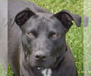 American Staffordshire Terrier-Unknown Mix Dogs for adoption in Huntley, IL, USA