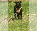 Small #1 Labrador Retriever Mix