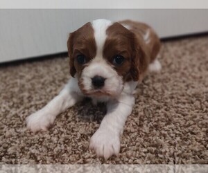 Cavalier King Charles Spaniel Puppy for sale in CLARK, MO, USA