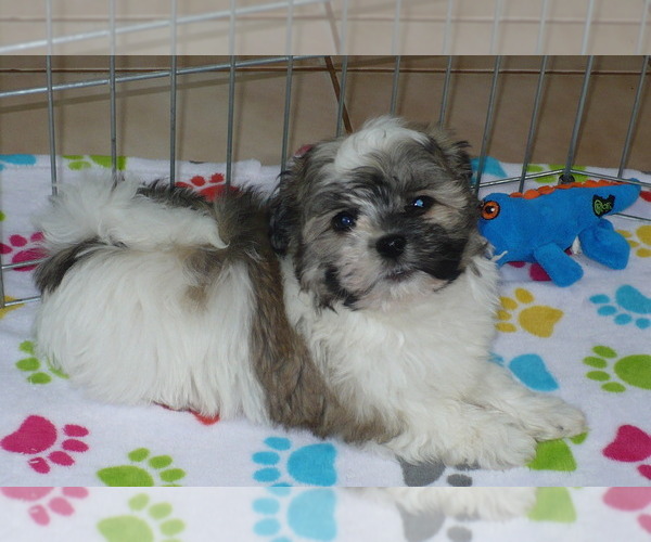 Medium Photo #3 Havanese Puppy For Sale in ORO VALLEY, AZ, USA