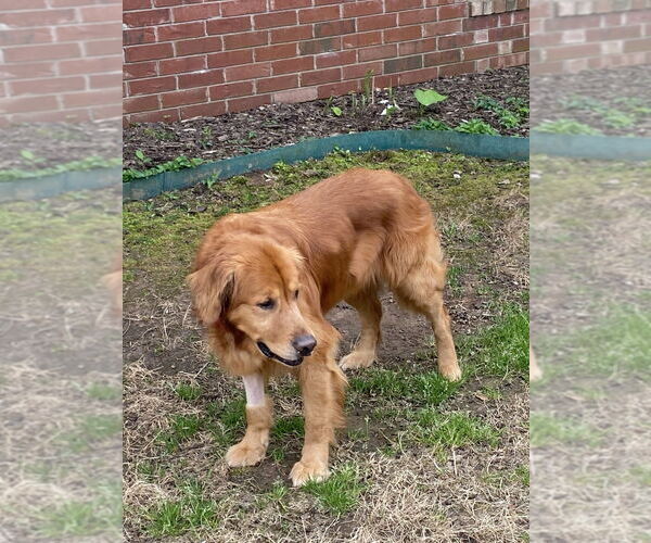 Medium Photo #8 Golden Retriever-Unknown Mix Puppy For Sale in Boston, MA, USA