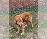 Small #7 Golden Retriever Mix