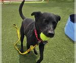 Small #1 Labrador Retriever Mix