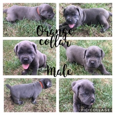 Cane Corso Puppy for sale in CORNELIA, GA, USA