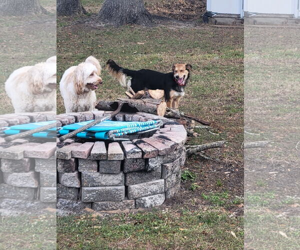 Medium Photo #7 Beagle-Unknown Mix Puppy For Sale in Tampa, FL, USA