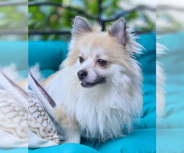 Medium Photo #6 Pomeranian Puppy For Sale in Tustin, CA, USA