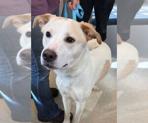 Great Pyrenees-Unknown Mix Dogs for adoption in La Porte, IN, USA