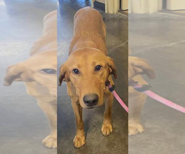 Medium Photo #2 Labrador Retriever-Unknown Mix Puppy For Sale in Rockwall, TX, USA
