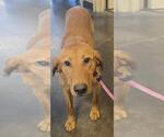 Small #1 Labrador Retriever Mix