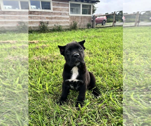 Medium Photo #3 Cane Corso Puppy For Sale in CLARKRANGE, TN, USA