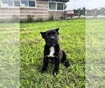 Small #2 Cane Corso