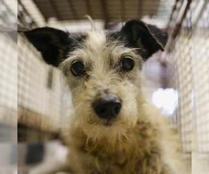 Chihuahua-Unknown Mix Dogs for adoption in San Antonio, TX, USA