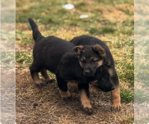 Medium Photo #2 German Shepherd Dog Puppy For Sale in DAWSON SPRINGS, KY, USA