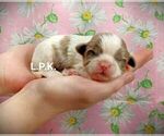 Small Photo #3 Shih Tzu Puppy For Sale in WINNSBORO, LA, USA