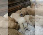 Small #8 Golden Retriever