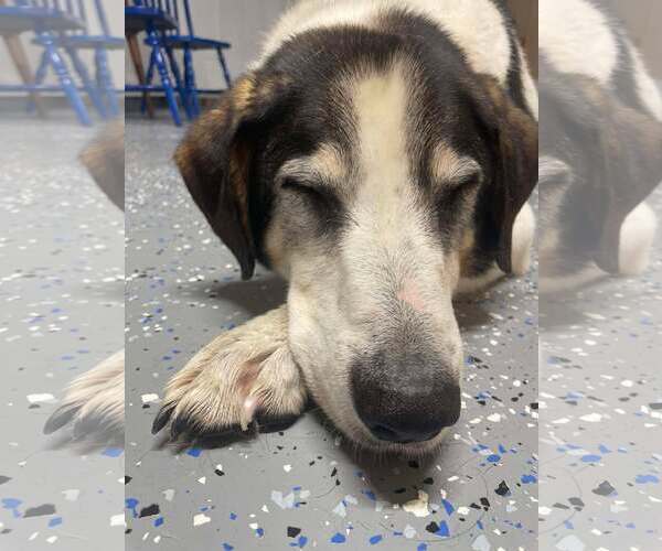 Medium Photo #3 Mutt Puppy For Sale in Gulfport, MI, USA