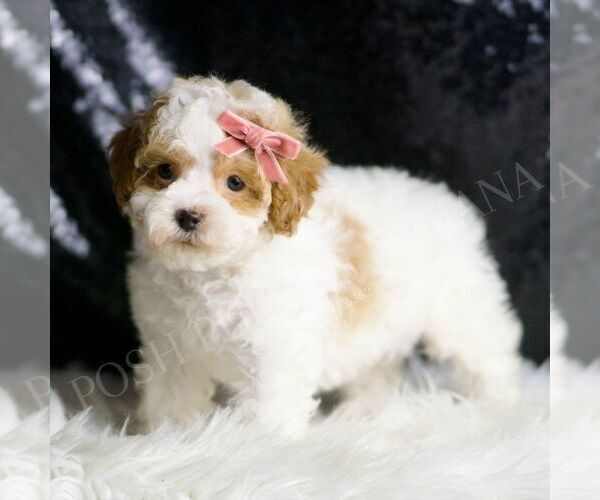 Medium Photo #3 Maltipoo Puppy For Sale in WARSAW, IN, USA