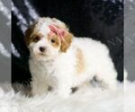 Small #2 Maltipoo