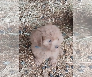 Cavapoo Puppy for sale in SPOTSYLVANIA, VA, USA