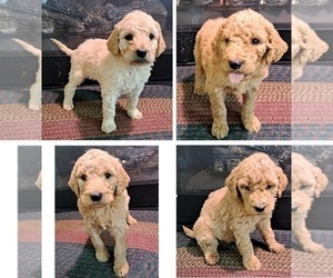 Labradoodle Litter for sale in PELHAM, NH, USA