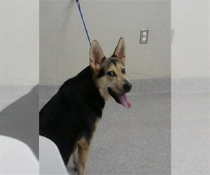 German Shepherd Dog-Unknown Mix Dogs for adoption in Pasadena, TX, USA