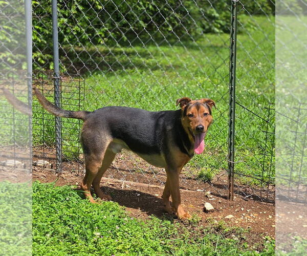 Medium Photo #1 Mutt Puppy For Sale in Crandall, GA, USA