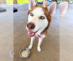 Siberian Husky Dogs for adoption in Euless, TX, USA