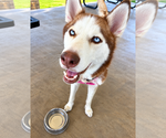Small Siberian Husky