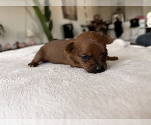 Medium Photo #51 Chihuahua Puppy For Sale in SAN ANTONIO, TX, USA