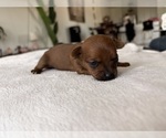 Small Photo #51 Chihuahua Puppy For Sale in SAN ANTONIO, TX, USA